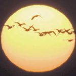 a_a_1411_850_1_9